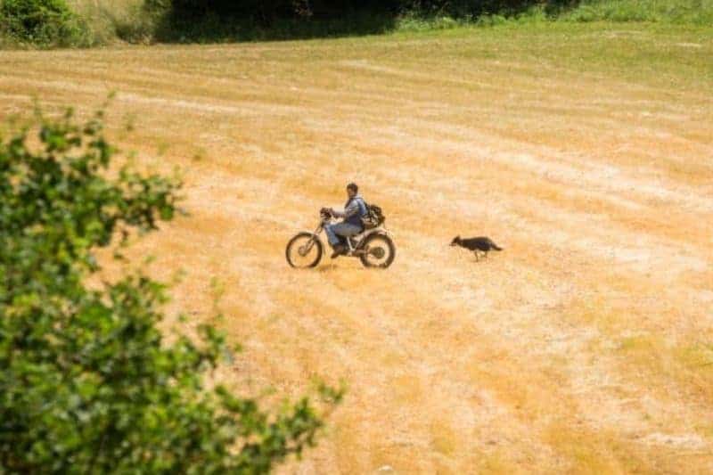 What To Do If A Dog Chases Your Motorcycle (Simple Guide)